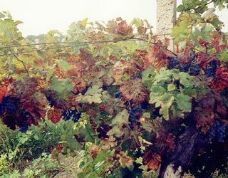 Через скручування листя врожайність винограду може падати на 80%